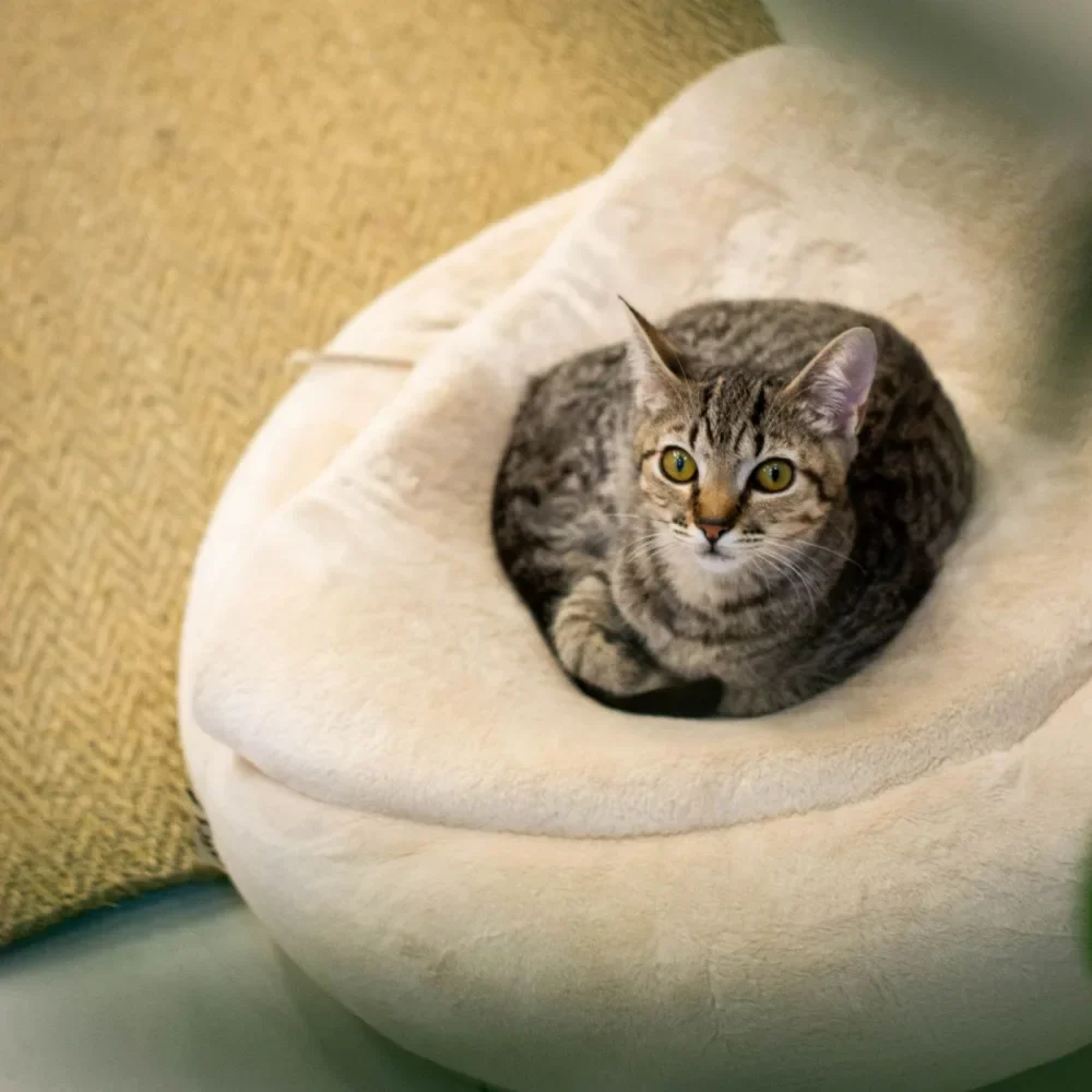 Peluş Simit Kedi Yatağı