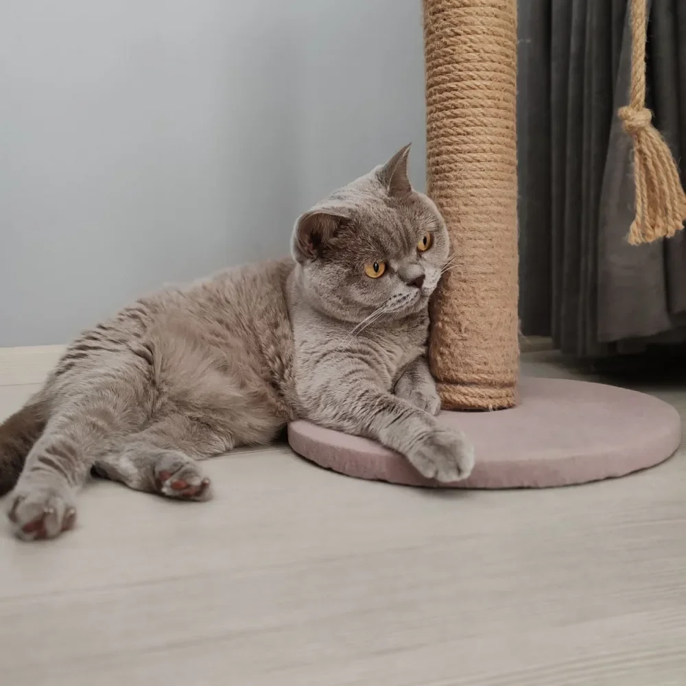 Kedi