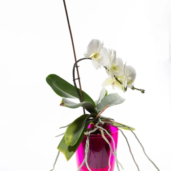 Beyaz Phalaenopsis Orkide, Çift Dal