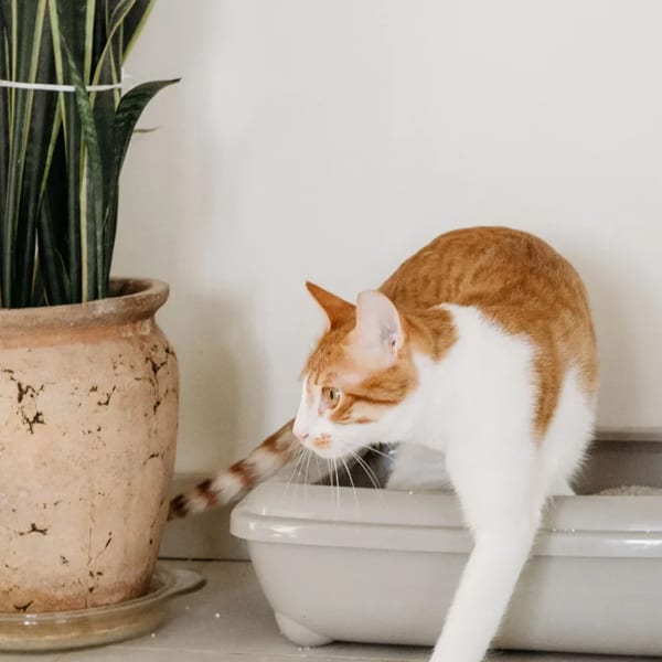 Lavanta Kokulu Bentonit Kedi Kumu