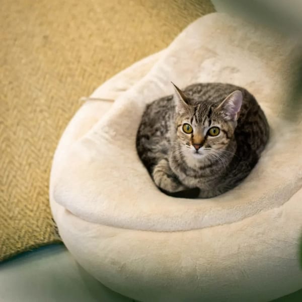 Peluş Simit Kedi Yatağı