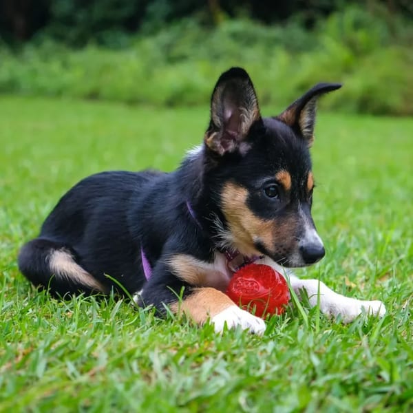 Kauçuk Diş Kaşıma Topu