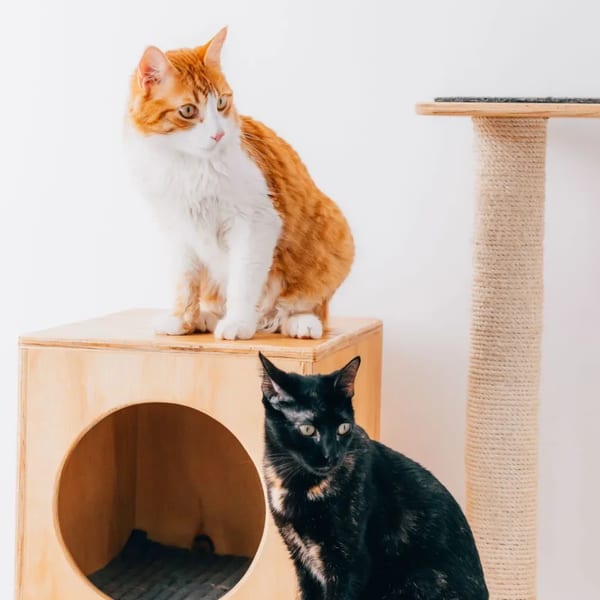 3 Katlı Kedi Ağacı