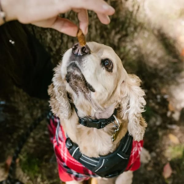 Köpek